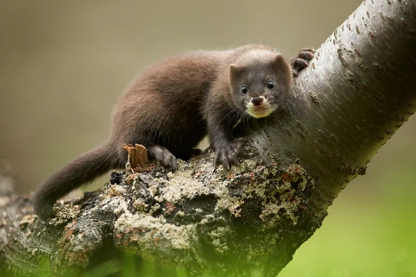 Photo rapprochée de visons européens regardant directement la caméra depuis une branche . — Photo