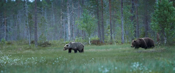 Pair of wild  brown bears Usus arctos — Stock Photo, Image