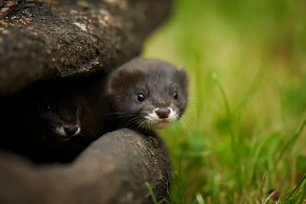 Close up photo of pair of European minks watching surrounding from shelter in trunk. — Stock Photo, Image