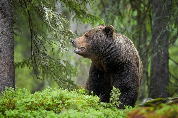 Wild big male brown bear in deep green european forest — Stock Photo, Image