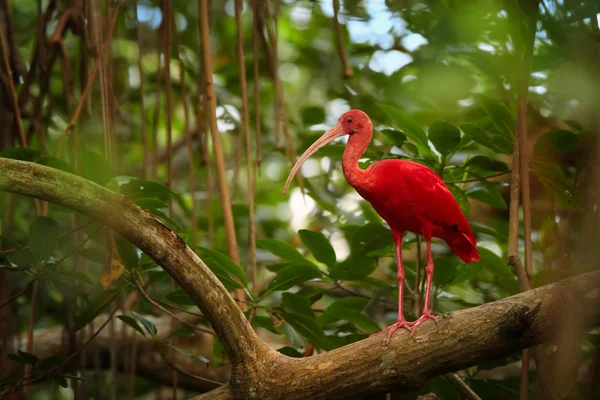 Zbliżenie zdjęcie unikalne i nieśmiały ruber Scarlet Ibis Eudocimus w jego typowe środowisko naturalne — Zdjęcie stockowe