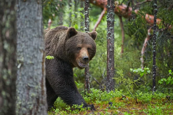 Salvaje oso marrón macho grande observando cuidadosamente los alrededores — Foto de Stock