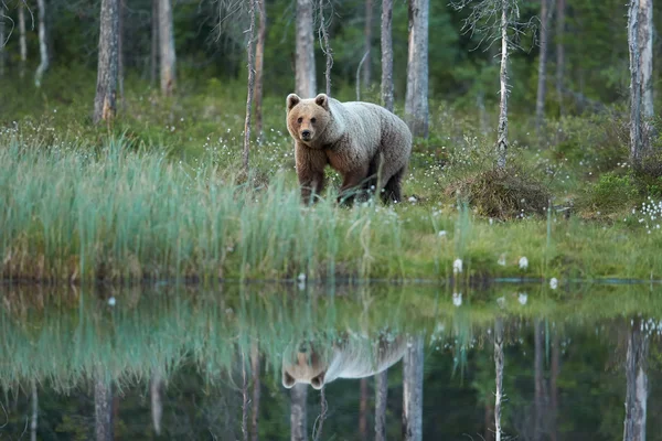 Wild vrouwelijke bruine beer — Stockfoto