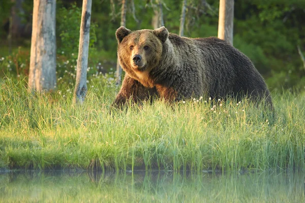 Wild grote mannelijke bruine beer ursus arctos in het mistige bloeiende gras — Stockfoto