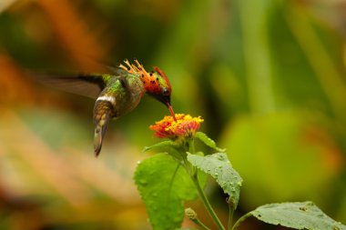 Sinek kuşu Tufted Coquette Lophornis ornatus Lantana çiçek besleme