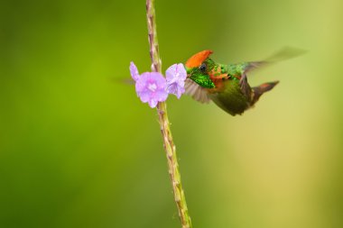 Güzel turuncu tepeli ve Bakırımsı yeşil sinek Tufted Coquette