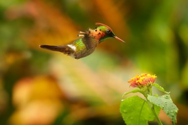 Hummingbird Tufted Coquette Lophornis ornatus hovering over lantana flowers clipart