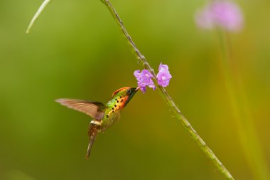 Güzel tepeli ve Bakırımsı yeşil sinek kuşu Tufted Coquette