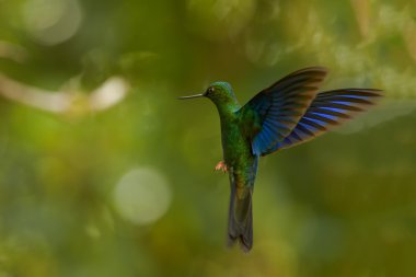 Büyük Sapphirewing Pterophanes cyanopterus erkek uçuş