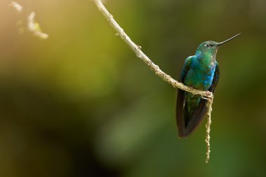 Büyük Sapphirewing Pterophanes cyanopterus erkek dal üzerinde tünemiş