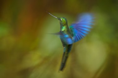 Sinek kuşu büyük Sapphirewing Pterophanes cyanopterus erkek uçuş