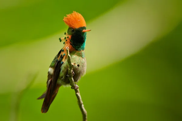 Hummingbird Tufted Coquette Lophornis ornatus posando no galho mostrando sua crista rufous — Fotografia de Stock