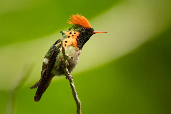 Hummingbird Tufted Coquette Lophornis ornatus posando no galho mostrando sua crista rufous — Fotografia de Stock