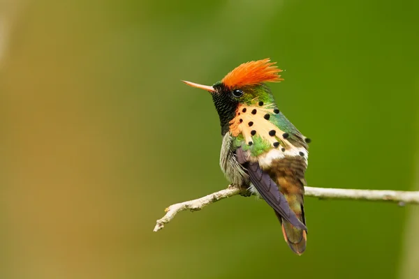 Sinek kuşu Tufted Coquette Lophornis ornatus Kızılca, kret gösterilen dal üzerinde poz — Stok fotoğraf