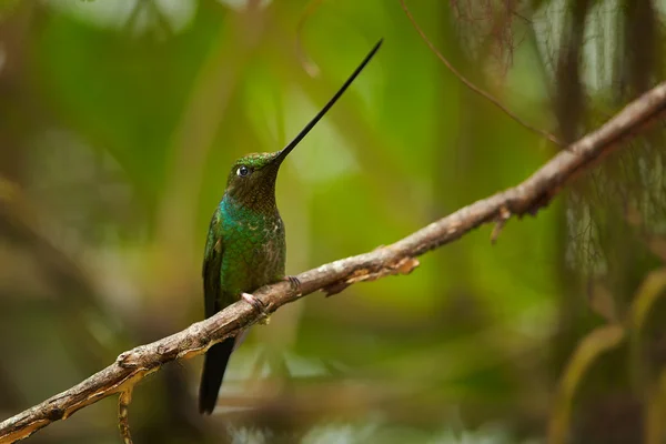 Einzigartige große und grüne männliche Schwertschnabel-Kolibri-Ensifera, die auf einem Zweig thront — Stockfoto