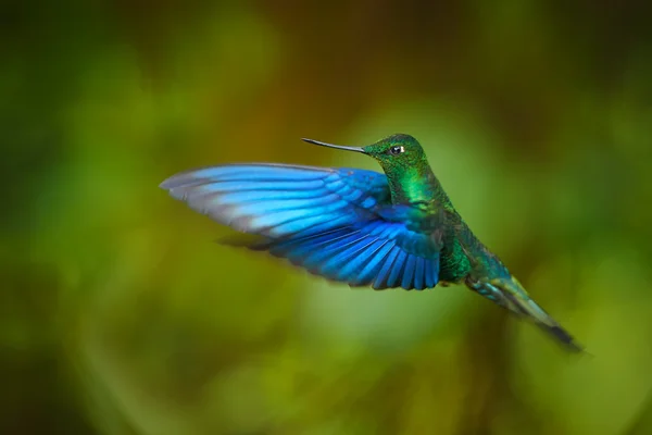 Colibrí Gran Zafiro Pterofanes cyanopterus macho en vuelo — Foto de Stock