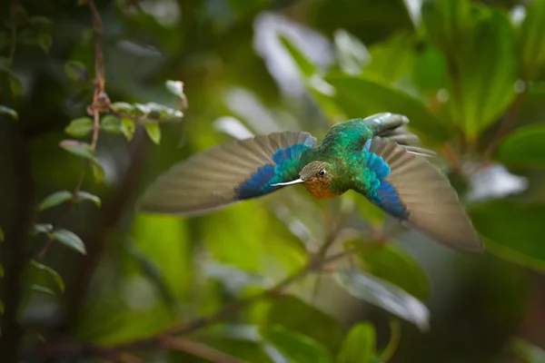 伟大的 Sapphirewing Pterophanes cyanopterus 女性 — 图库照片