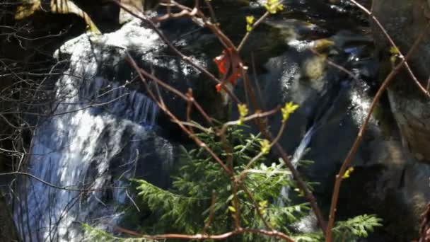 Erstaunlicher Waldwasserfall — Stockvideo