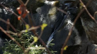 Muhteşem orman şelale