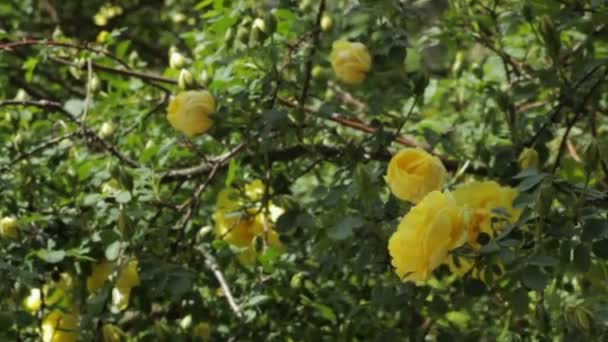 Hermosas rosas amarillas — Vídeo de stock