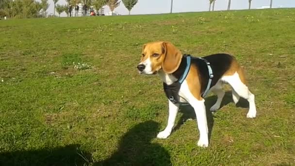 Собака в парке — стоковое видео