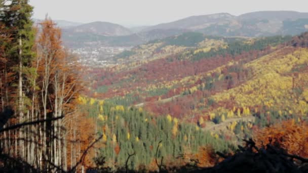 Hermoso bosque de otoño — Vídeos de Stock