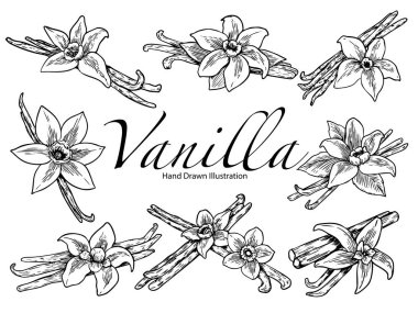 El çizimi vanilya bitkisi çizimi çizimi