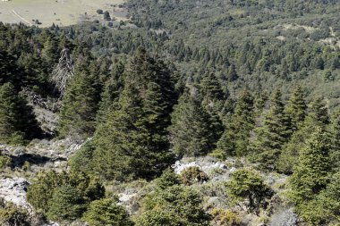 doğal parklar Sierra de las Nieves Malaga'da il Andalucia İspanya,