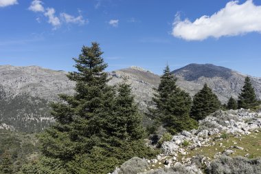 doğal parklar Sierra de las Nieves Malaga'da il Andalucia İspanya,