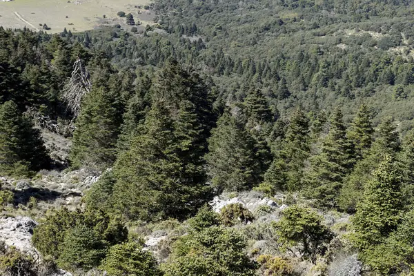 Природні парки в Іспанії, Sierra de las Nieves в провінції Малага Андалусія — стокове фото