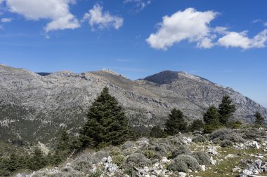 doğal parklar Sierra de las Nieves Malaga'da il Andalucia İspanya,