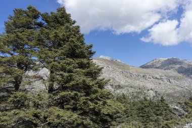 doğal parklar Sierra de las Nieves Malaga'da il Andalucia İspanya,