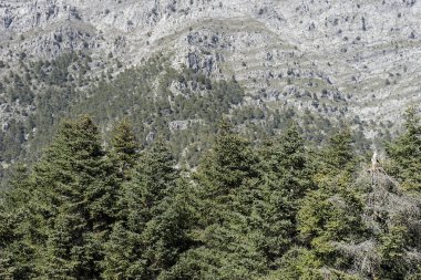 doğal parklar Sierra de las Nieves Malaga'da il Andalucia İspanya,