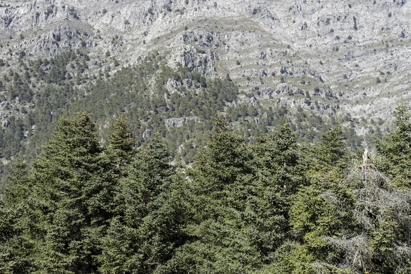 Parques naturais em Espanha, Sierra de las Nieves, na província de Málaga, Andaluzia — Fotografia de Stock