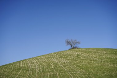 İspanya'nın güneyinde yetiştirme yeşil alanlar