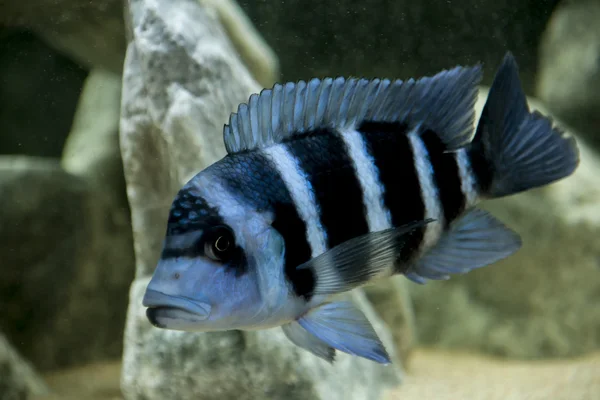 frontosa zaire mavi tür Tanganika Gölü'nün