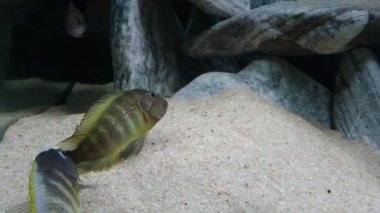 Afrika cichlidleri Tanganika Gölü