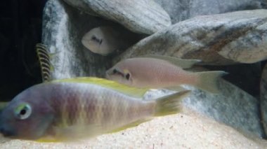 Afrika cichlidleri Tanganika Gölü