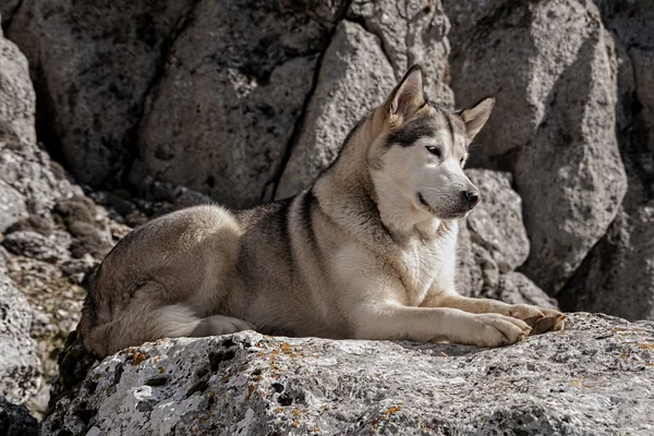 Mascotas, perros, Alaska Malamute — Foto de Stock