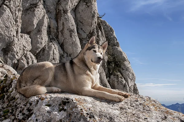 애완 동물, 개, Malamute 알래스카 — 스톡 사진