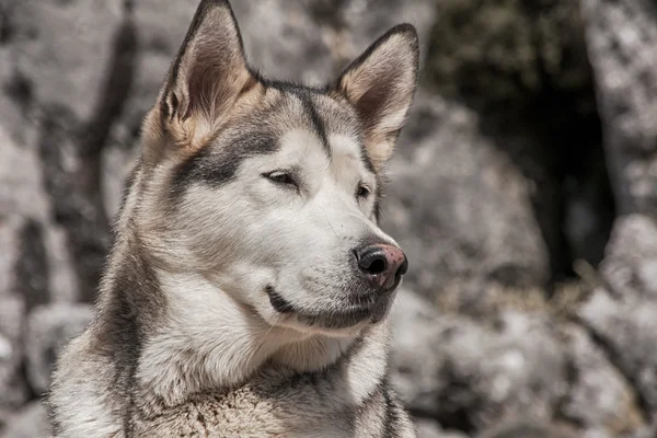 Pet, dogs, Alaskan Malamute — Stock Photo, Image