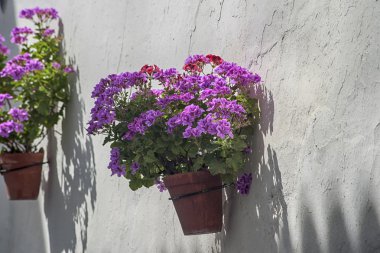 Andalusia kasabalarda sokaklarında süslemek için kullanılan bitkiler potted