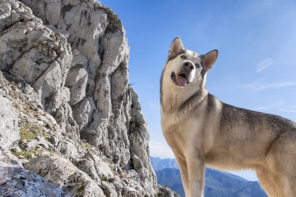 애완 동물, 개, Malamute 알래스카 — 스톡 사진