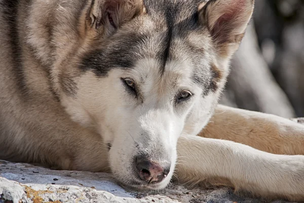 Evde beslenen hayvan, köpek, Alaskan Malamute