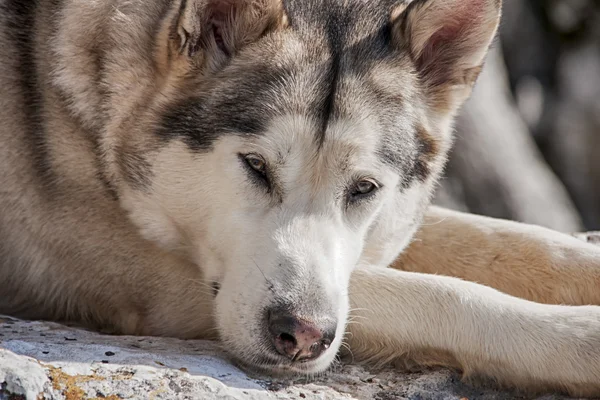Sällskapsdjur, hundar, Alaskan Malamute — Stockfoto