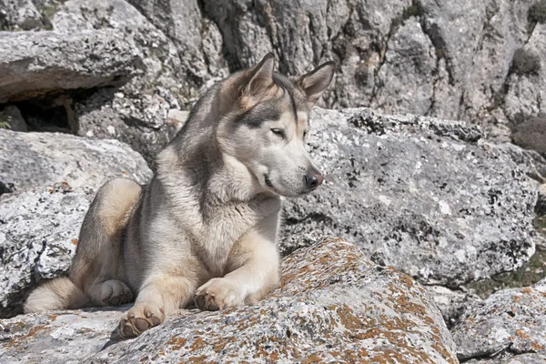 Mascotas, perros, Alaska Malamute — Foto de Stock