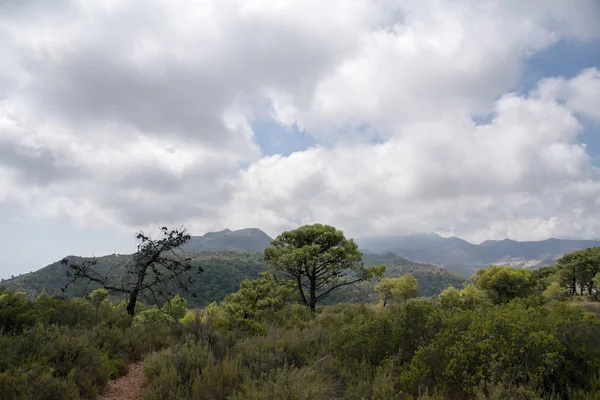 Mittelmeerwald Südspanien Andalusien — Stockfoto