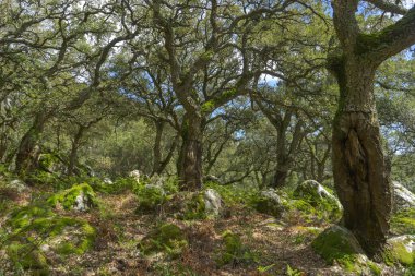 Los Alcornocales, Endülüs 'ün doğal parkının içindeki Jurasik Orman