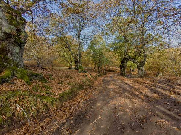 Passeio Outono Floresta Cobre Vale Genal Andaluzia — Fotografia de Stock