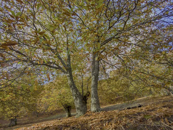 Passeio Outono Floresta Cobre Vale Genal Andaluzia — Fotografia de Stock